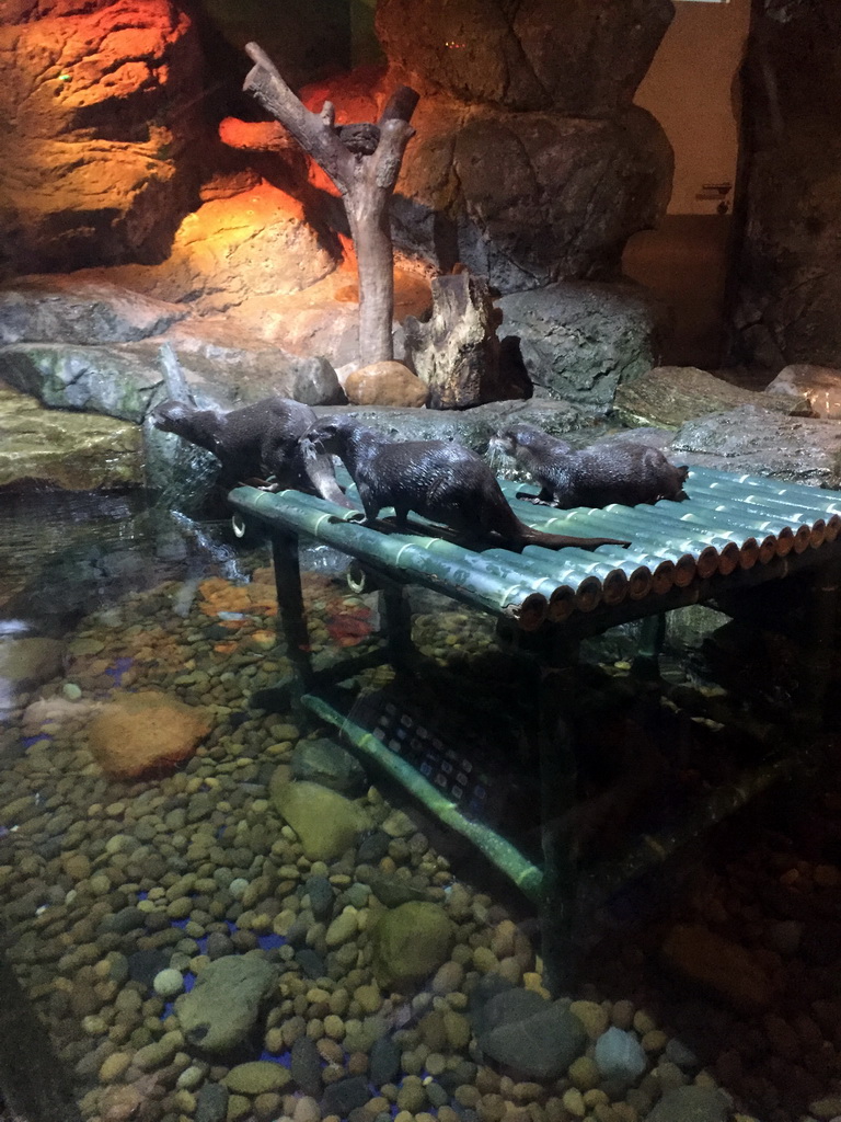 Short Clawed Otters at the Rocky Shore zone of the Sea Life Bangkok Ocean World