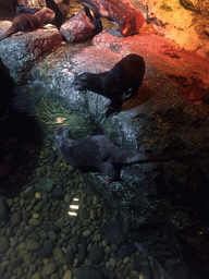 Short Clawed Otters at the Rocky Shore zone of the Sea Life Bangkok Ocean World