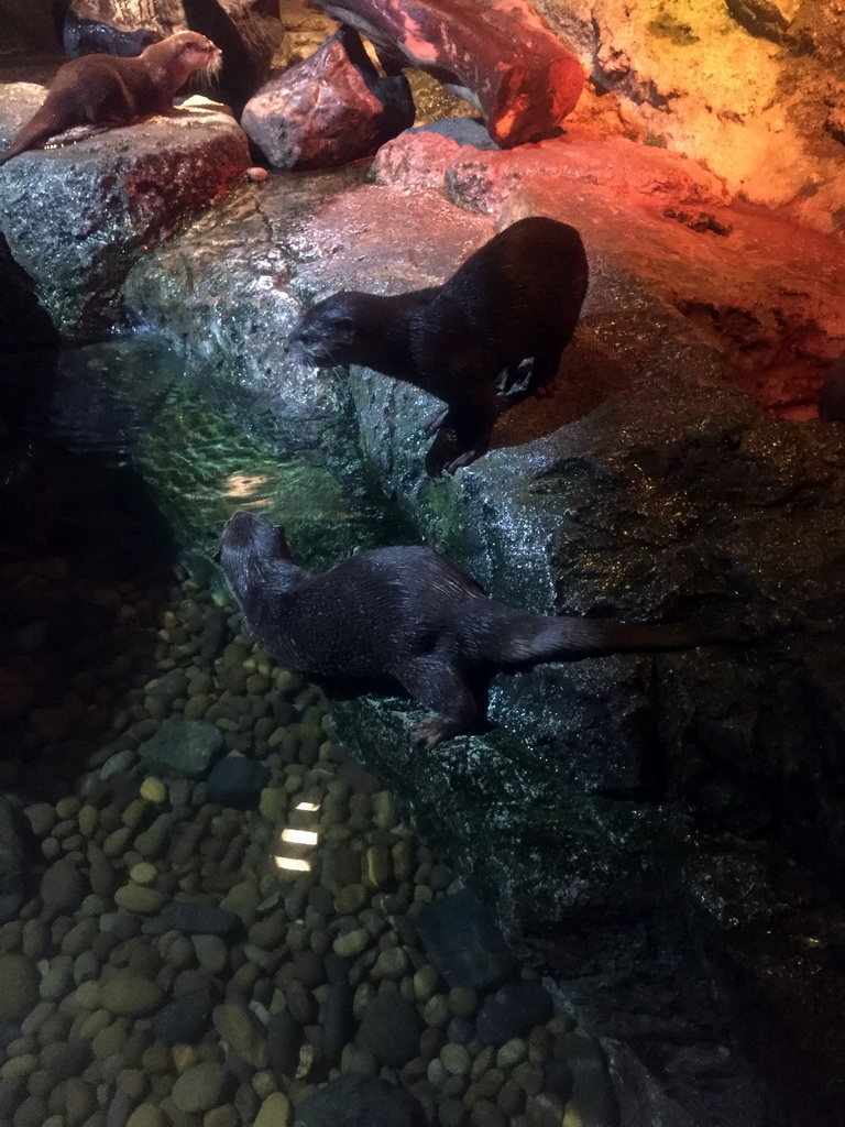 Short Clawed Otters at the Rocky Shore zone of the Sea Life Bangkok Ocean World
