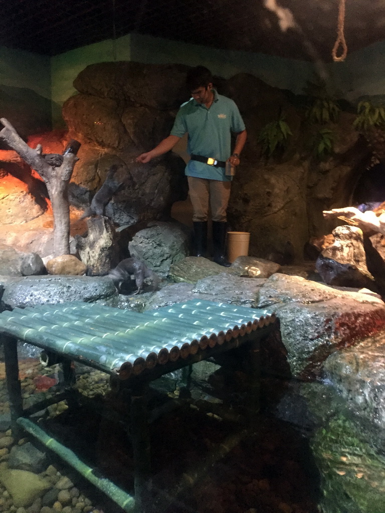 Short Clawed Otters at the Rocky Shore zone of the Sea Life Bangkok Ocean World, during feeding time