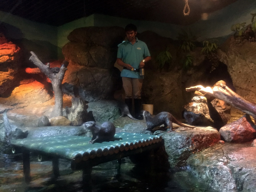 Short Clawed Otters at the Rocky Shore zone of the Sea Life Bangkok Ocean World, during feeding time