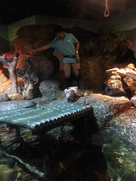 Short Clawed Otters at the Rocky Shore zone of the Sea Life Bangkok Ocean World, during feeding time