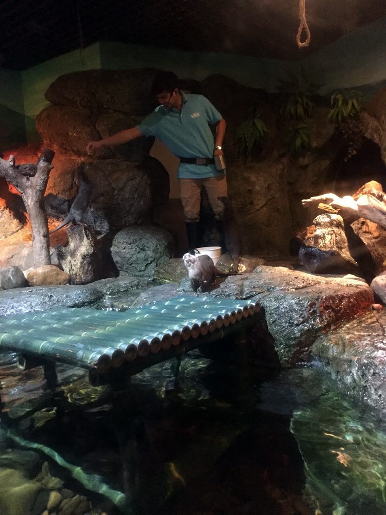 Short Clawed Otters at the Rocky Shore zone of the Sea Life Bangkok Ocean World, during feeding time