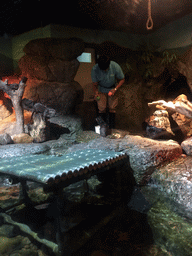 Short Clawed Otters at the Rocky Shore zone of the Sea Life Bangkok Ocean World, during feeding time