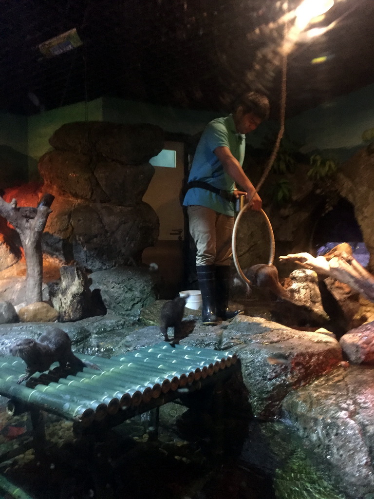 Short Clawed Otters doing tricks at the Rocky Shore zone of the Sea Life Bangkok Ocean World, during feeding time