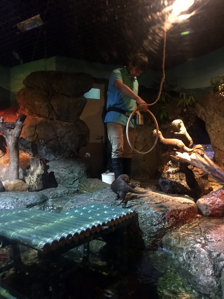 Short Clawed Otters doing tricks at the Rocky Shore zone of the Sea Life Bangkok Ocean World, during feeding time