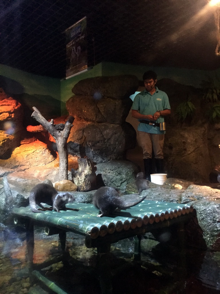 Short Clawed Otters at the Rocky Shore zone of the Sea Life Bangkok Ocean World, during feeding time