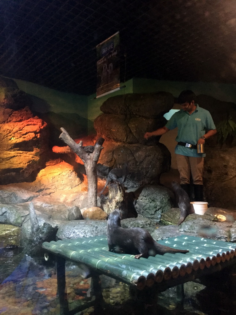 Short Clawed Otters at the Rocky Shore zone of the Sea Life Bangkok Ocean World, during feeding time