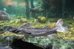 Fish at the Rocky Shore zone of the Sea Life Bangkok Ocean World