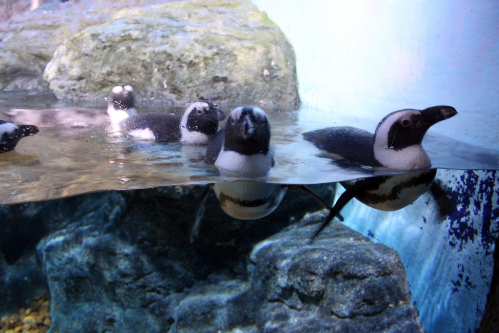 Jackass Penguins at the Rocky Shore zone of the Sea Life Bangkok Ocean World