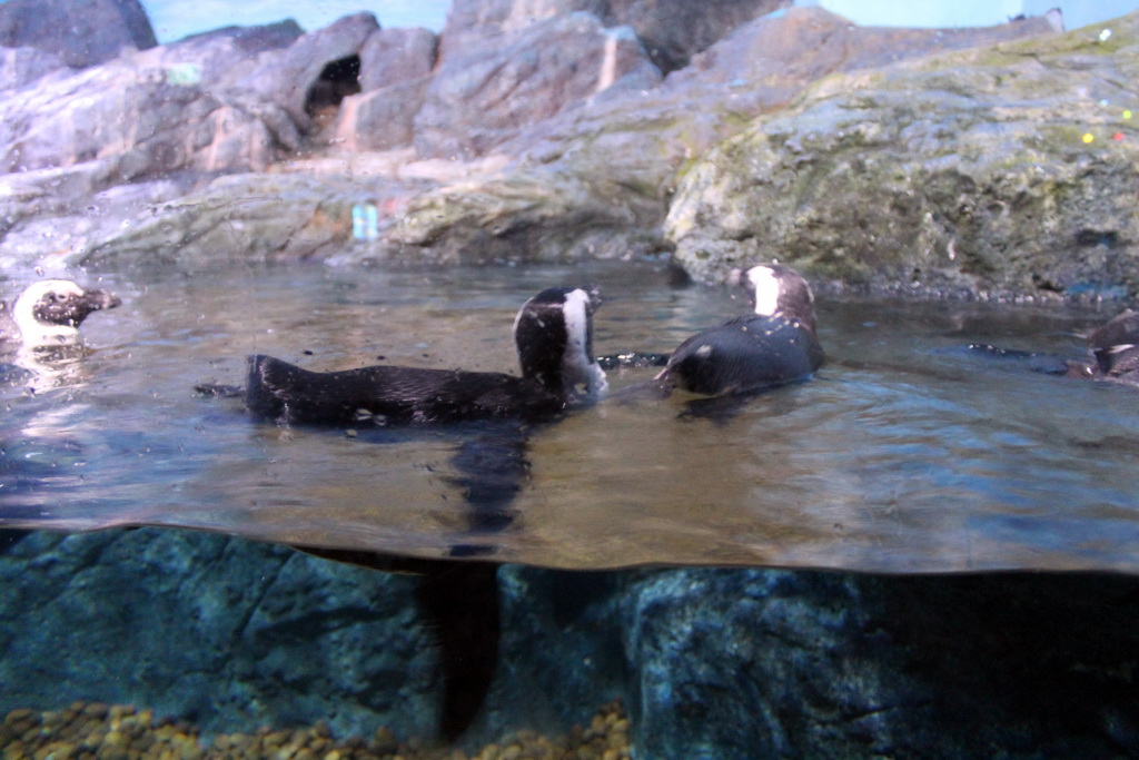 Jackass Penguins at the Rocky Shore zone of the Sea Life Bangkok Ocean World