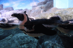 Jackass Penguins at the Rocky Shore zone of the Sea Life Bangkok Ocean World