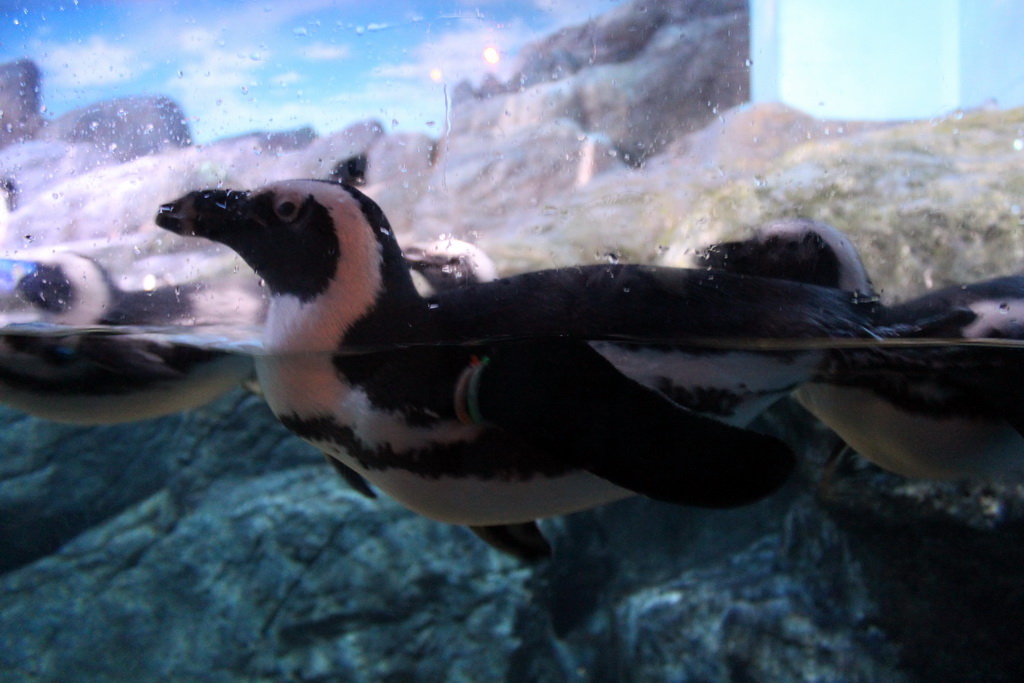 Jackass Penguins at the Rocky Shore zone of the Sea Life Bangkok Ocean World