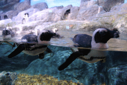 Jackass Penguins at the Rocky Shore zone of the Sea Life Bangkok Ocean World