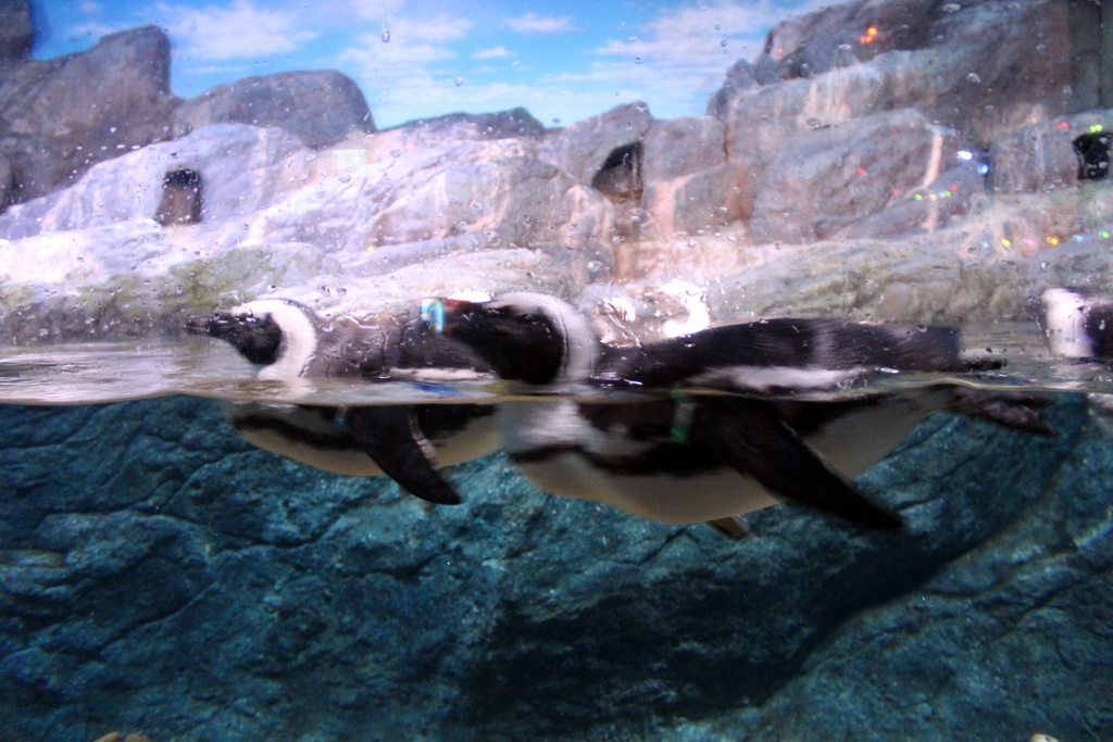 Jackass Penguins at the Rocky Shore zone of the Sea Life Bangkok Ocean World