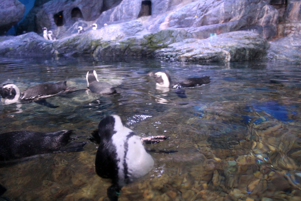 Jackass Penguins at the Rocky Shore zone of the Sea Life Bangkok Ocean World