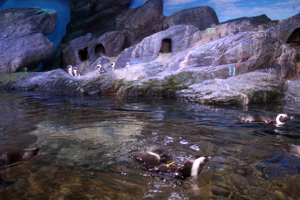 Jackass Penguins at the Rocky Shore zone of the Sea Life Bangkok Ocean World