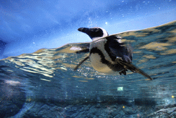 Jackass Penguin at the Rocky Shore zone of the Sea Life Bangkok Ocean World