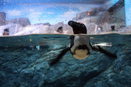 Jackass Penguin at the Rocky Shore zone of the Sea Life Bangkok Ocean World