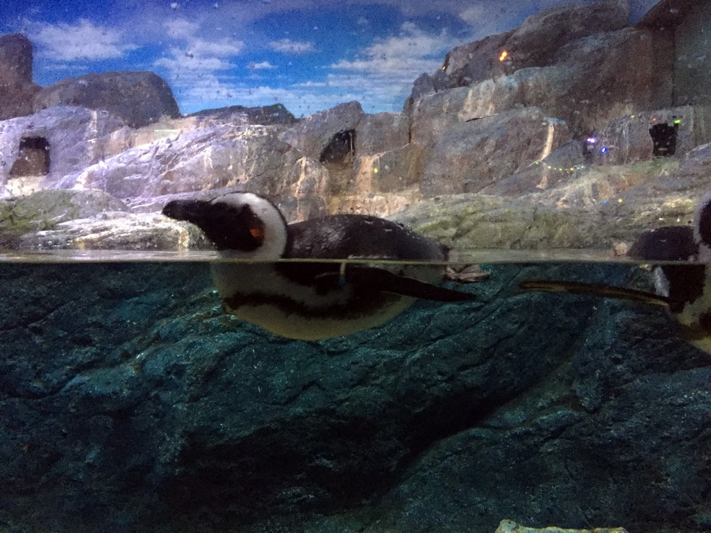 Jackass Penguins at the Rocky Shore zone of the Sea Life Bangkok Ocean World