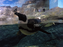 Jackass Penguins at the Rocky Shore zone of the Sea Life Bangkok Ocean World