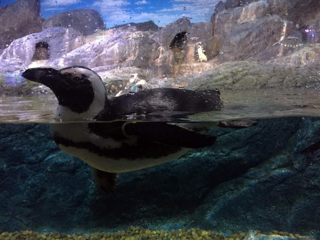 Jackass Penguin at the Rocky Shore zone of the Sea Life Bangkok Ocean World