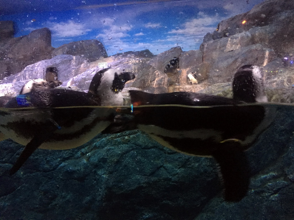 Jackass Penguins at the Rocky Shore zone of the Sea Life Bangkok Ocean World