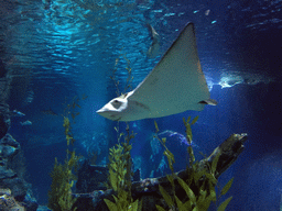 Stingray at the Tropical Ocean zone of the Sea Life Bangkok Ocean World