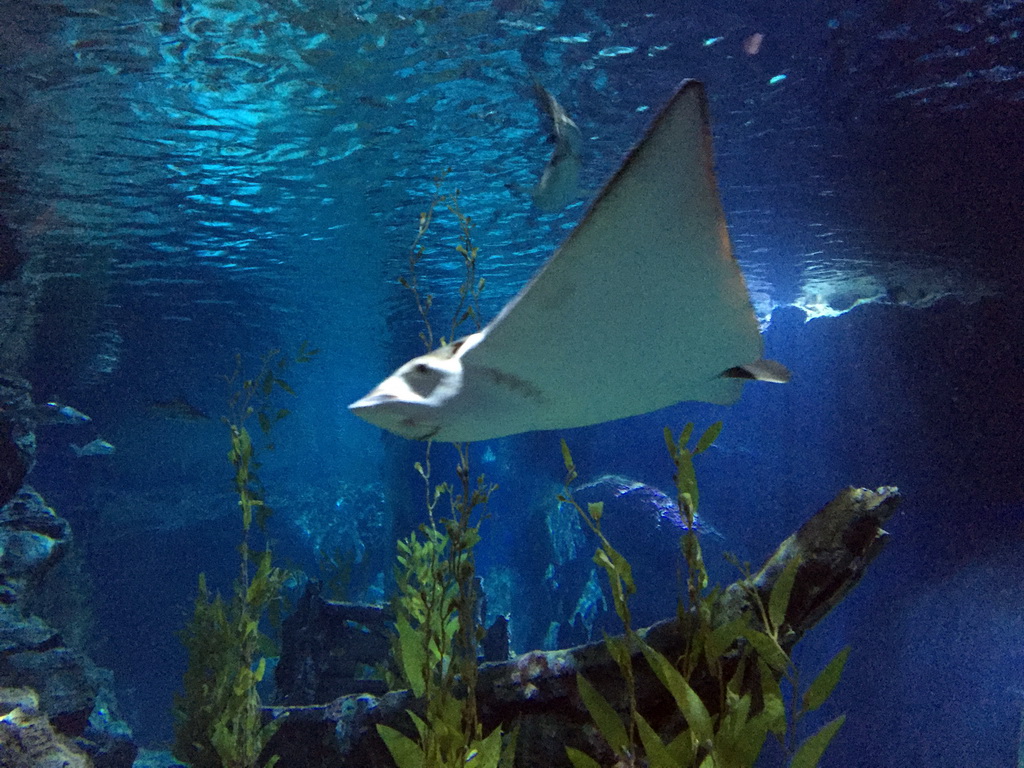 Stingray at the Tropical Ocean zone of the Sea Life Bangkok Ocean World