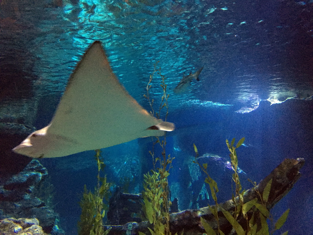 Stingray at the Tropical Ocean zone of the Sea Life Bangkok Ocean World