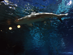 Shark at the Tropical Ocean zone of the Sea Life Bangkok Ocean World