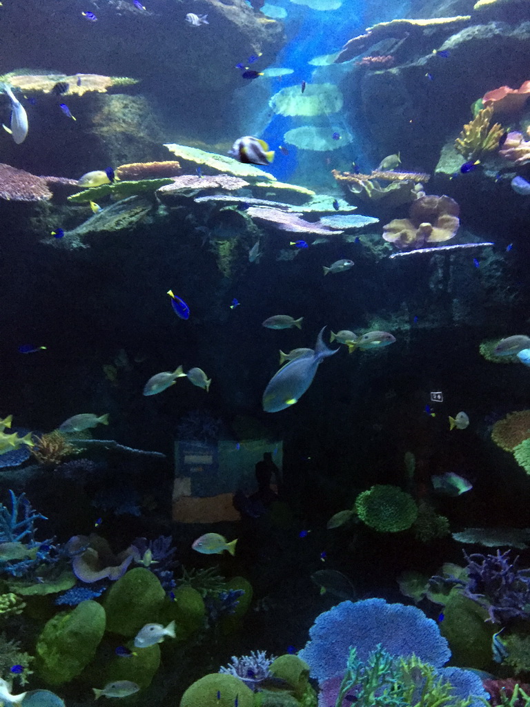 Fish at the Ocan Tunnel of the Sea Life Bangkok Ocean World