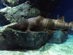 Shark at the Ocean Tunnel zone of the Sea Life Bangkok Ocean World