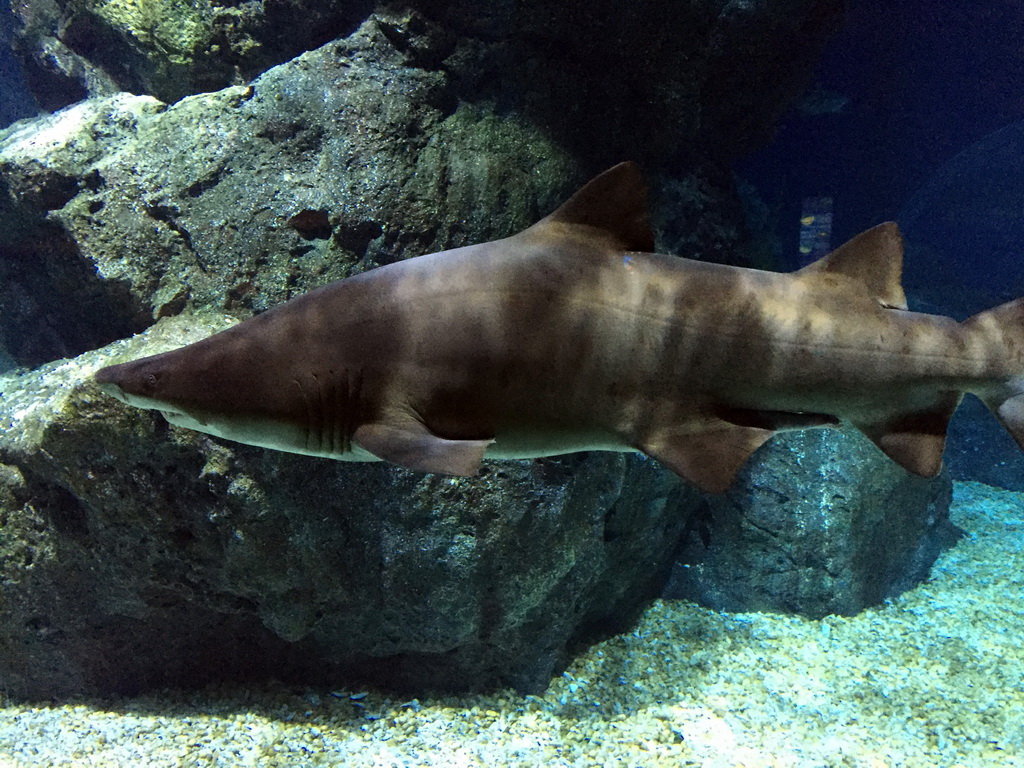 Shark at the Ocean Tunnel zone of the Sea Life Bangkok Ocean World