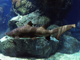 Shark at the Ocean Tunnel zone of the Sea Life Bangkok Ocean World