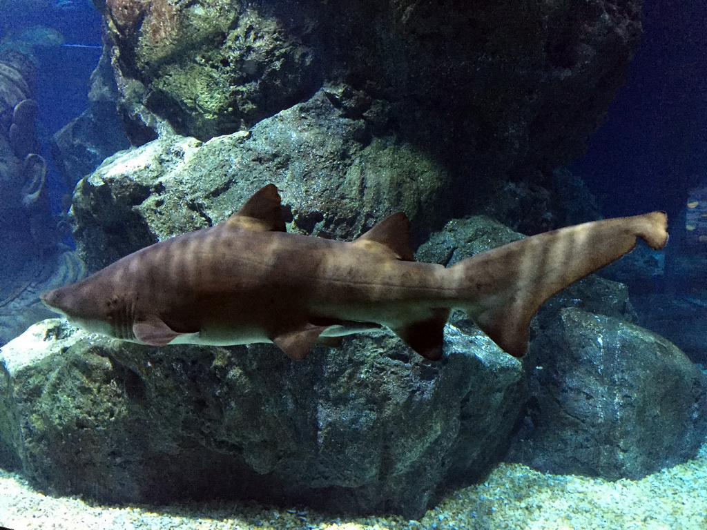 Shark at the Ocean Tunnel zone of the Sea Life Bangkok Ocean World