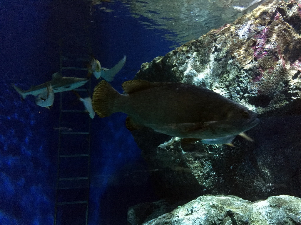 Fish at the Ocean Tunnel zone of the Sea Life Bangkok Ocean World