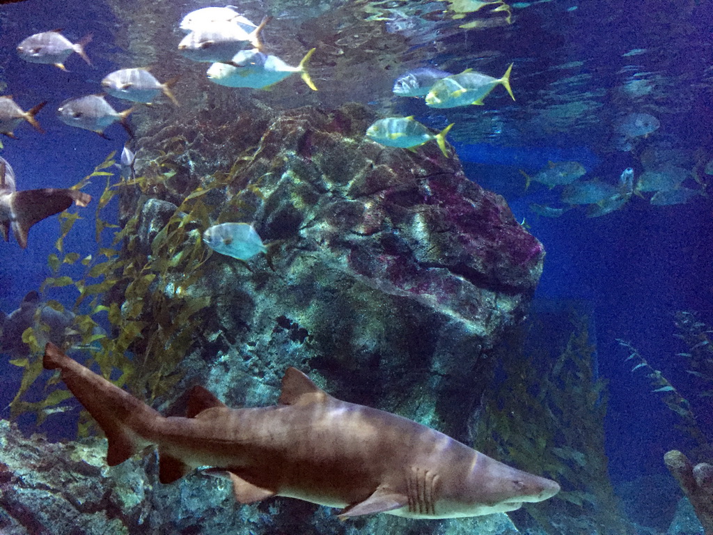 Shark and other fish at the Ocean Tunnel zone of the Sea Life Bangkok Ocean World