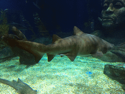 Sharks at the Ocean Tunnel zone of the Sea Life Bangkok Ocean World