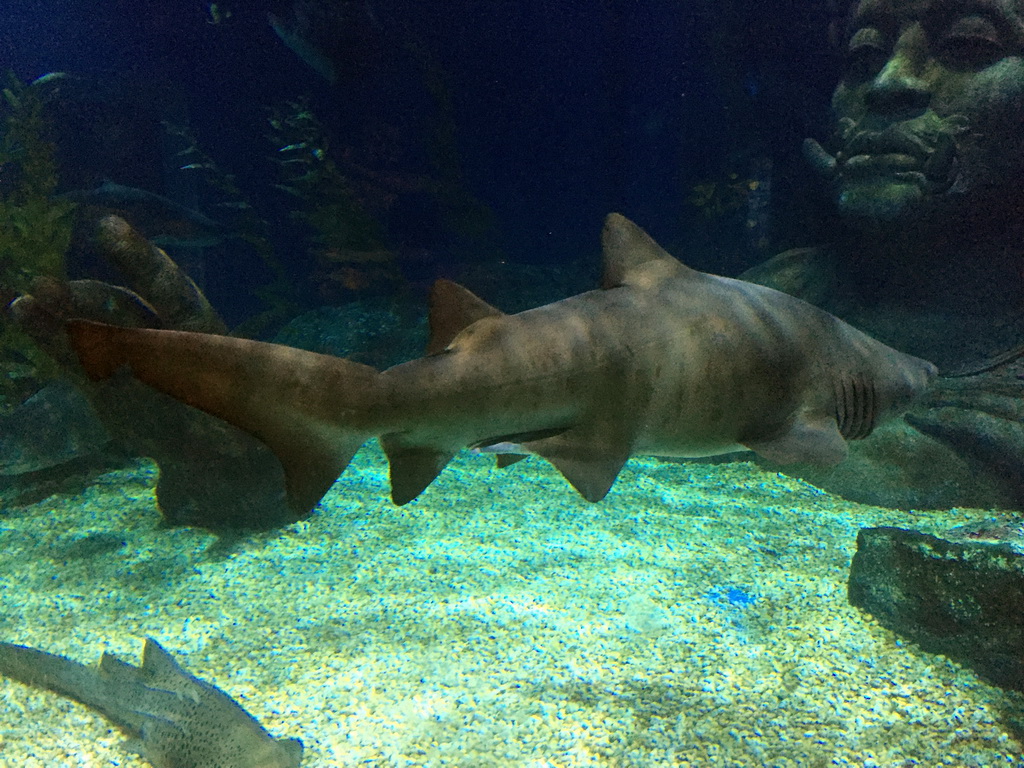 Sharks at the Ocean Tunnel zone of the Sea Life Bangkok Ocean World