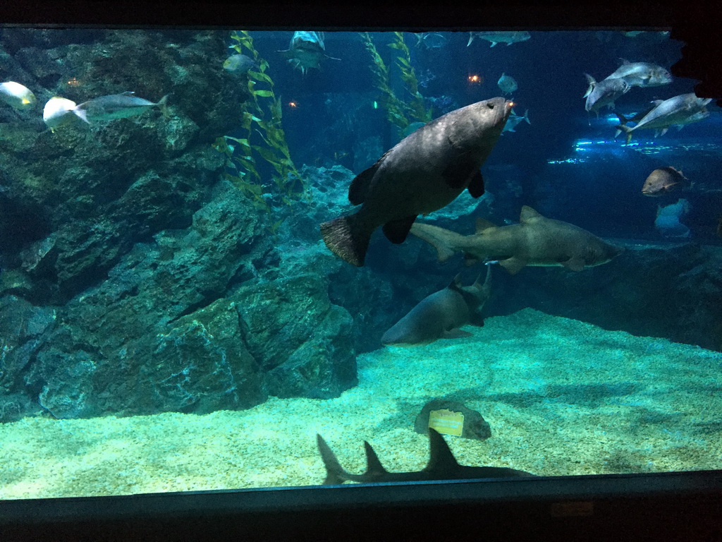 Sharks and other fish at the Ocean Tunnel zone of the Sea Life Bangkok Ocean World