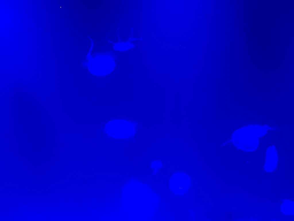 Jellyfish at the Jellies zone of the Sea Life Bangkok Ocean World