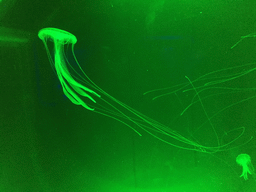 Jellyfish at the Jellies zone of the Sea Life Bangkok Ocean World
