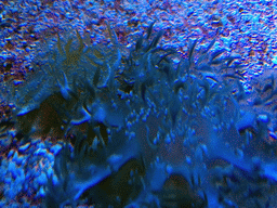 Coral at the Jellies zone of the Sea Life Bangkok Ocean World