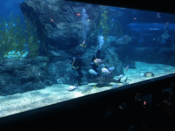 Divers, sharks and other fish at the Shark Shipwreck zone of the Sea Life Bangkok Ocean World