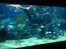 Divers, sharks and other fish at the Shark Shipwreck zone of the Sea Life Bangkok Ocean World