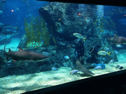 Divers, sharks and other fish at the Shark Shipwreck zone of the Sea Life Bangkok Ocean World