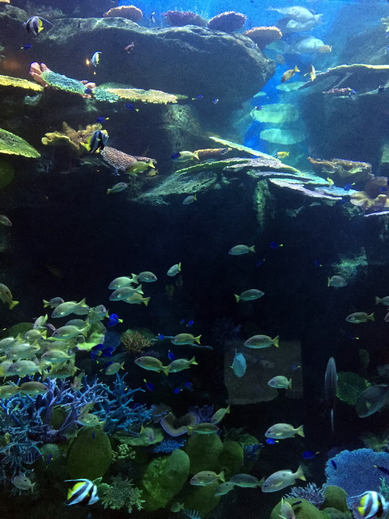 Fish and coral at the Tropical Ocean zone of the Sea Life Bangkok Ocean World