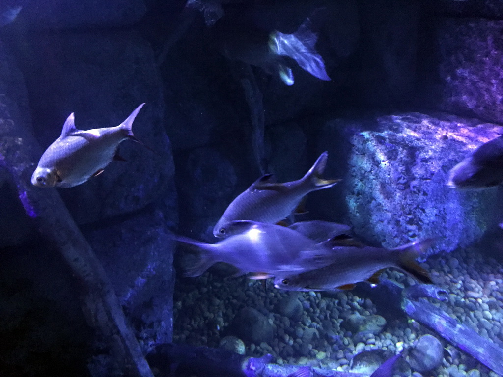 Fish at the Tropical Rainforest zone of the Sea Life Bangkok Ocean World