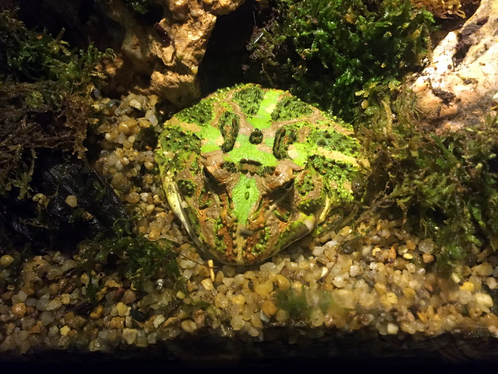 Frog at the Tropical Rainforest zone of the Sea Life Bangkok Ocean World